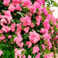 Elegant Climbing Rose Flower Seeds