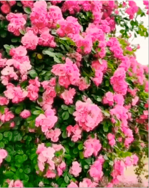 Elegant Climbing Rose Flower Seeds